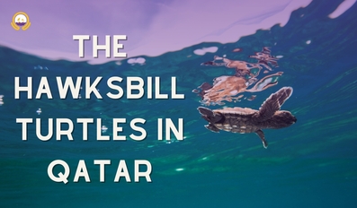 The Hawksbill Turtles of Qatar World Turtle Day 2023